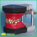 DENTAL06 (12565) Dents orthodontiques dentaires Typodont Models